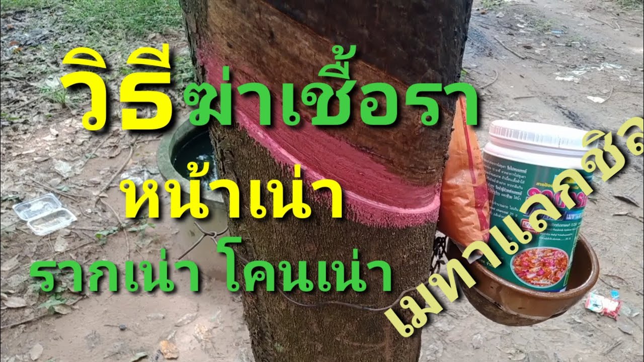 วิธีผสมยาเมทาแลกชิล ทาหน้ายางพารา