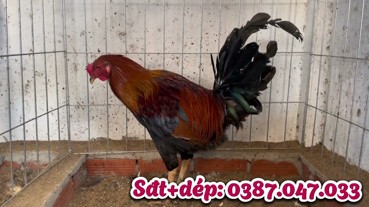 TOP 4 TRỐNG  ĐIỀU KELSO TƠ TRẠNG LỚN ngày 27/1/2026, em Nguyên mời ae xem tham khảo ạ