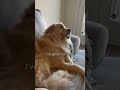 Puppy reminds us to get enough sleep #funnydogvideos #goldenretriever #shorts #viral #funnyanimals