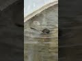 Cute Otter Playing with a Stone! 🦦💎         #Otter #CuteAnimals #Wildlife #OtterLove #FunnyAnimals
