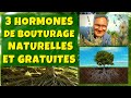 3 hormones de bouturage naturelles et gratuites