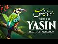 Surah Yasin (Yaseen) سورة يس | Heart-Touching Quran Recitation for Inner Peace | Aswat Al-Quloob