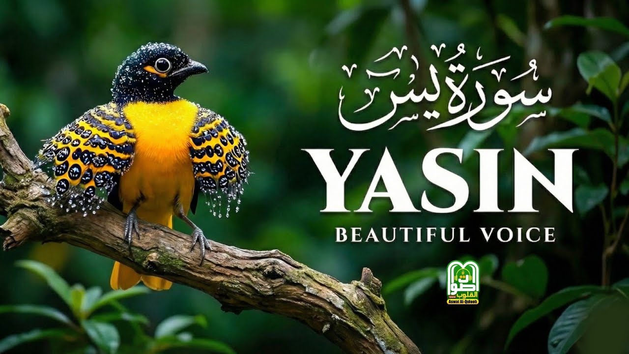 Surah Yasin (Yaseen) سورة يس | Heart-Touching Quran Recitation for Inner Peace | Aswat Al-Quloob