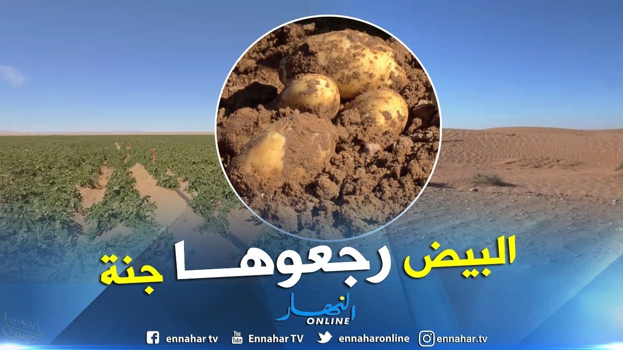 البيض: تجربة زراعية فريدة من نوعها تحول صحراء قاحلة إلى جنة