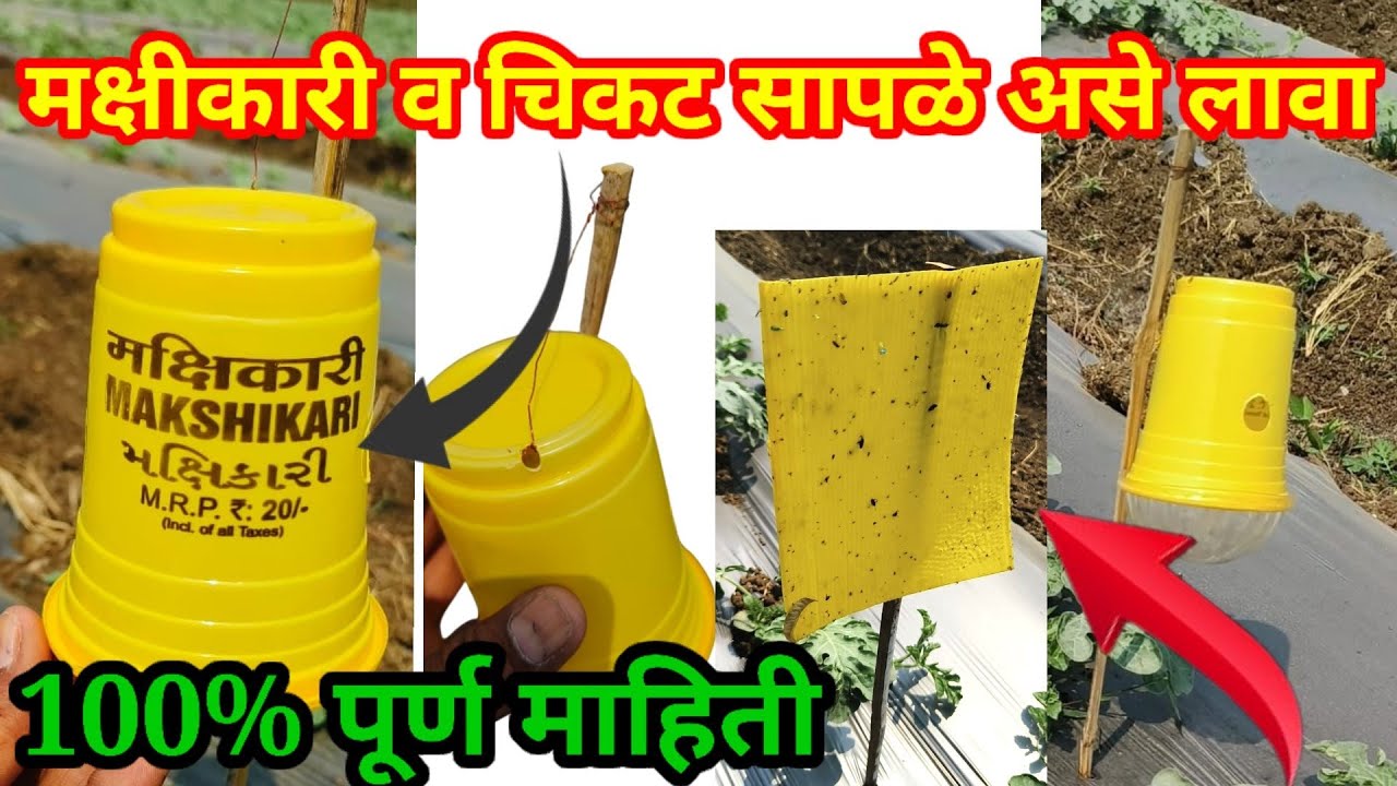 पिवळे चिकट सापळे व मक्षिकारी सापळे कसे लावले पूर्ण माहिती // pivle chikt saple // @rahulshindekrushi