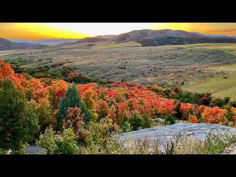 MOUNTAIN MAPLE RANCH 🍁 Live Stream