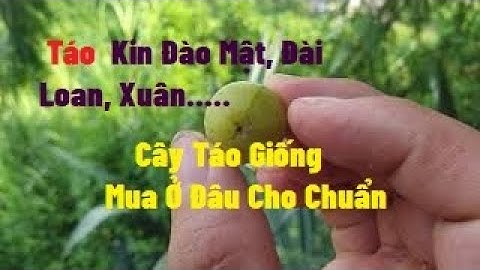 Cây Táo Giống Mua Ở Đâu Chuẩn Giống l Nui Doi Luc Ngan 98