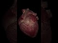 jantung berdebar #shorts