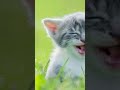 mere papaki daant pari#funnycatsvideos#enjoying