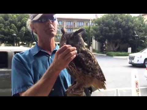 Terranea's Falconer Shows Off A Falcon & Owl 9-21-14