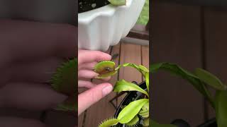 Feeding Venus flytrap#shorts#cool#Venus flytrap ￼￼