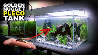 Aquascape Tutorial: Golden Nugget Pleco Aquarium (How To Step by Step Planted Fish Tank Guide)