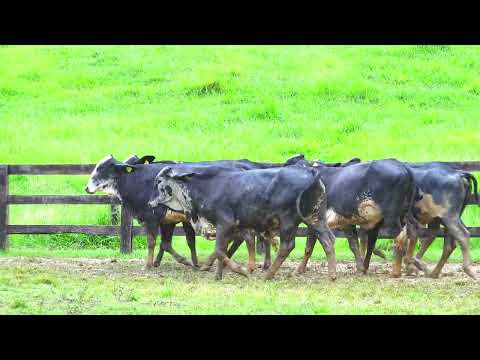 LOTE 33 14257, 14346, 14179, 14444, 14435, 14315