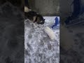 #hiver #pomskypuppies