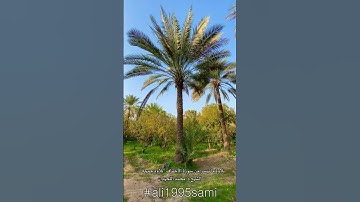 تلاوة ما تيسر من سورة الأحقاف "تلاوة جميلة ♡ "| الشيخ د. #محمد_اللحيدان