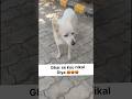 kyu Ghar se Veghar 😔 #shorts #youtubeshorts #ytshorts #dog #animals #shortvideo #pets
