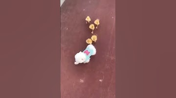 So Cute, Funny Puppy And Duckling Race | Puppy and Ducks Look So Cute While Running OMG! #Shorts