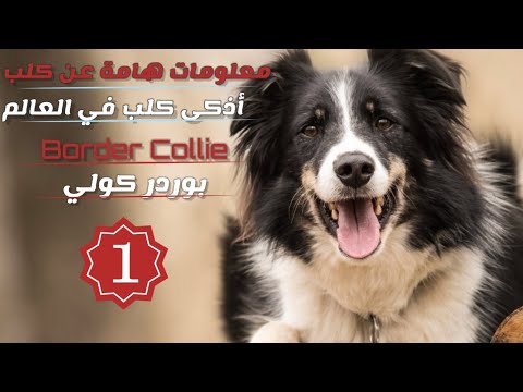معلومات هامة عن أذكى كلاب في العالم بوردر كولي Border Collie 