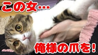 爪切りチャレンジ成功？失敗？このあと衝撃の展開が…！