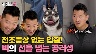 [#개는훌륭하다] 유형 파괴! '빅'의 입질에는 이유가 없다최악의 태도를 보이는 프렌치불독 '빅'KBS 240429 방송