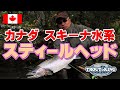 D5 カナダ スキーナ水系 スティールヘッド＆シルバーサーモン フライフィッシング Steelhead Fly Fishing in Skeena, Canada