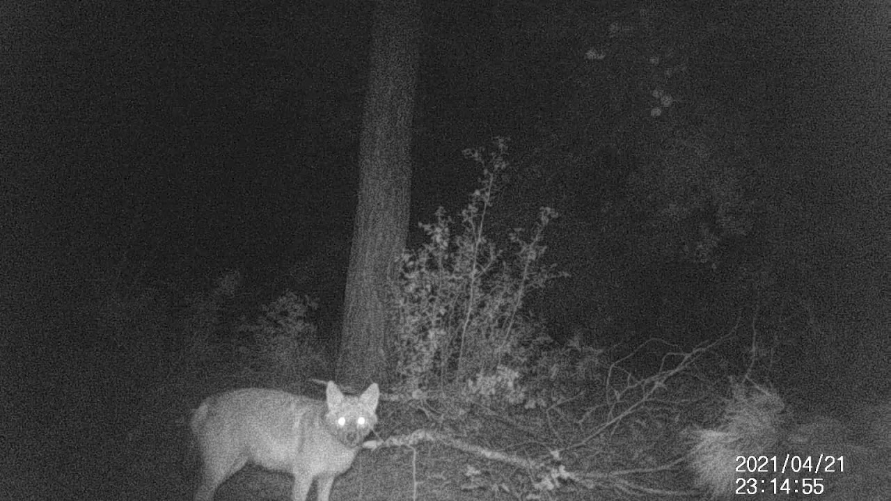 Jackal (Canis aureus) - 21.04.2021-1/2 video