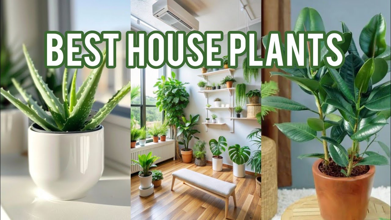 AirPurifying Indoor Plants For a Healthier Home Indoor Vegetable