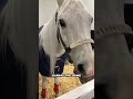 Thunder wears earplugs? 🤯 #broncos #mascot #horse #bts #nfl #denver