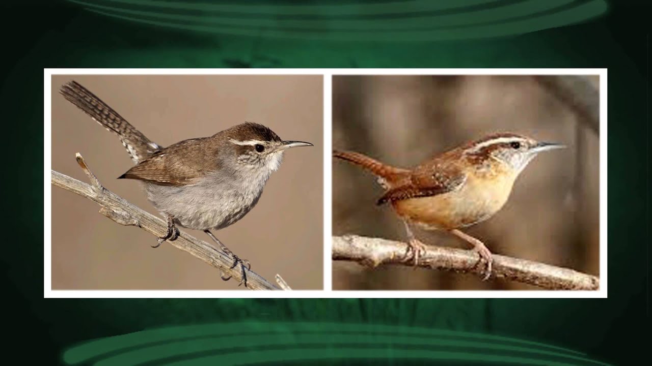 10/28/15 Bird Notes with Mark LaBarr of Audubon VT on Across the Fence