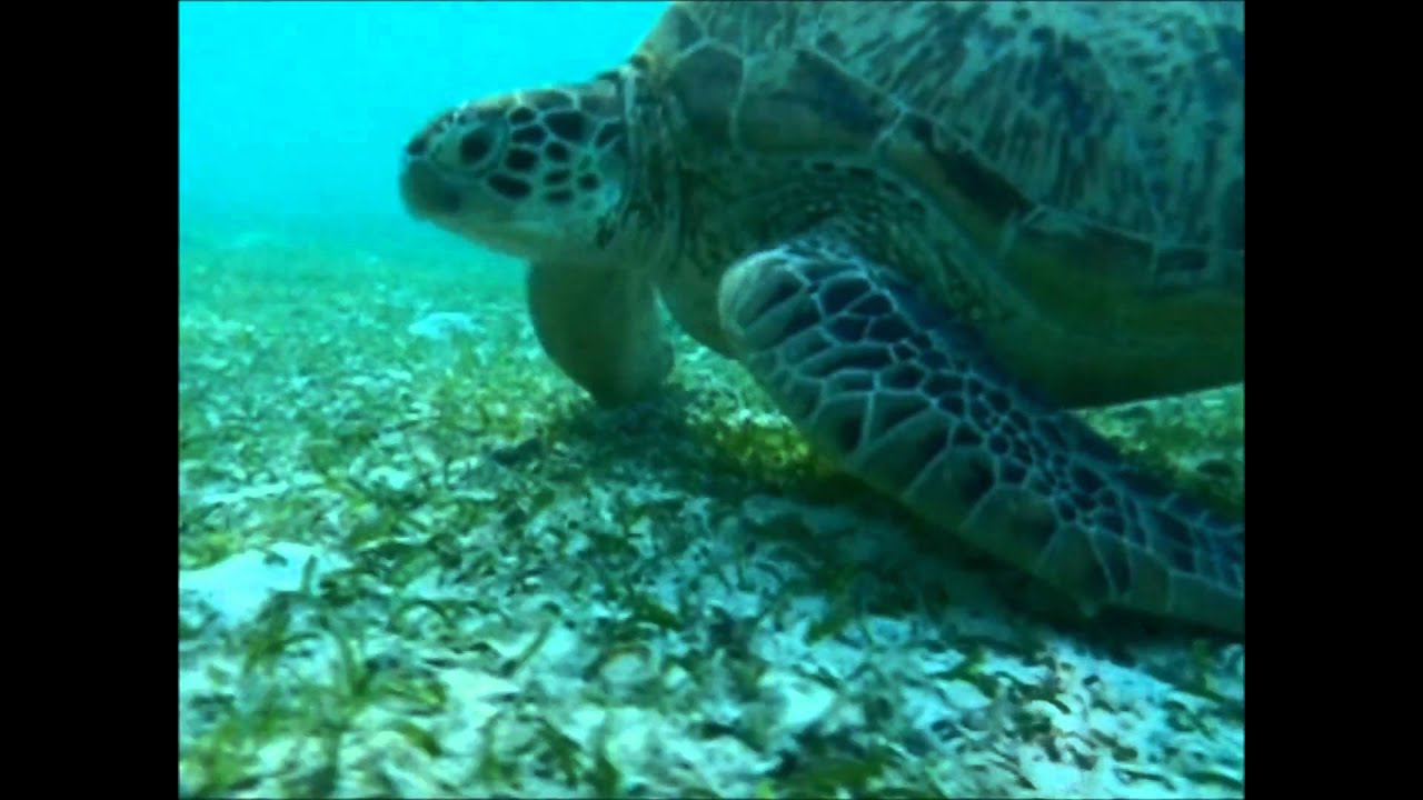 Pom Pom Island Sabah Malaysia Snorkeling With Lovely Turtle ポンポン島10 Youtube Pom Pom Island Sabah Malaysia Snorkeling With Lovely Turtle ポンポン島10 Youtube