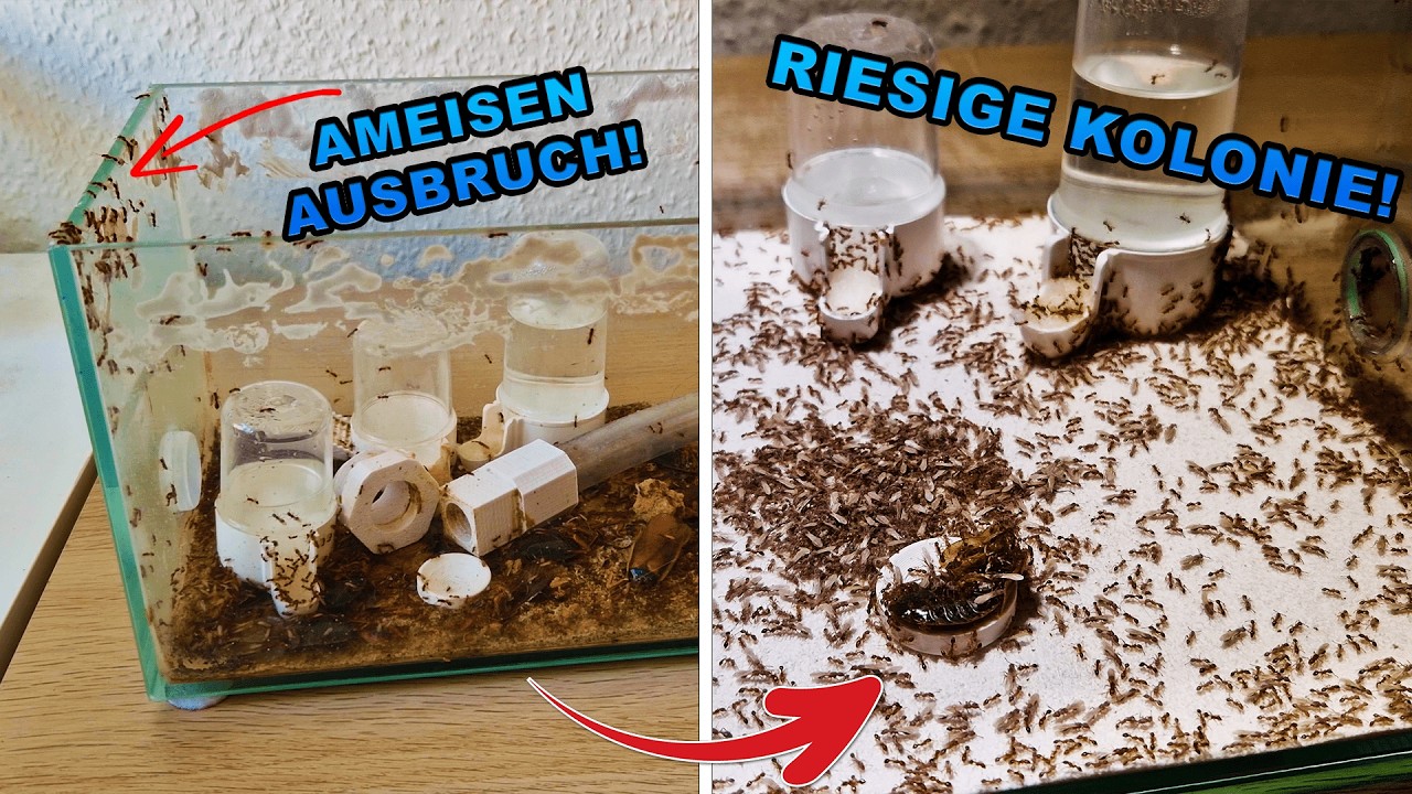 Meine größte Ameisenkolonie ist ausgebrochen! 🐜😱 AMEISEN-INVASION im Zimmer!