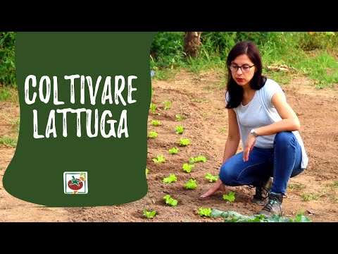 Come coltivare la lattuga: insalata nell&rsquo;orto
