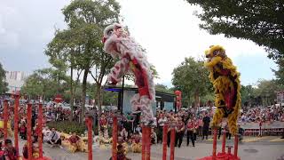 CNY 2019~Acrobatic Lion Dance (双狮高桩表演 Múa Lân) by Ampang Kim Ying 安邦金英@Desa ParkCity (10/2/2019) 1/2