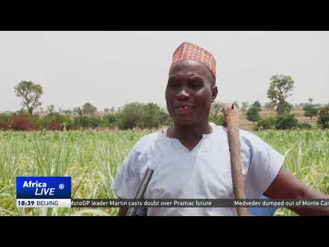 Mass abductions negatively impact food production in Nigeria