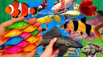 Video tổng hợp cá cảnh đẹp, vịt, vịt con, cá koi, cá trê, cá vàng, cá pencil, cá thủy tinh, guppy