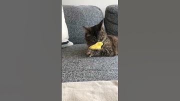 Cutest catnip toy reaction