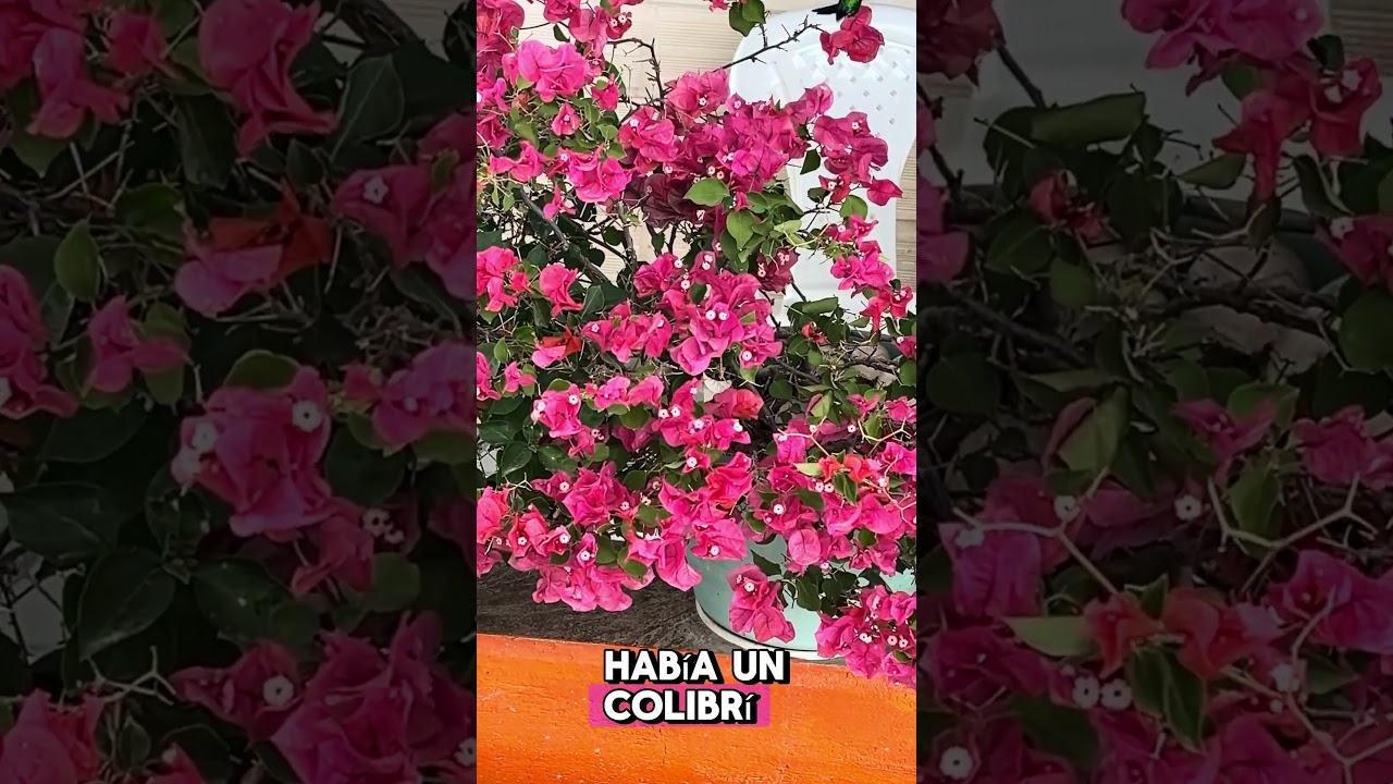 ¿Con qué fumigas tus buganvillas o trinitarias? 