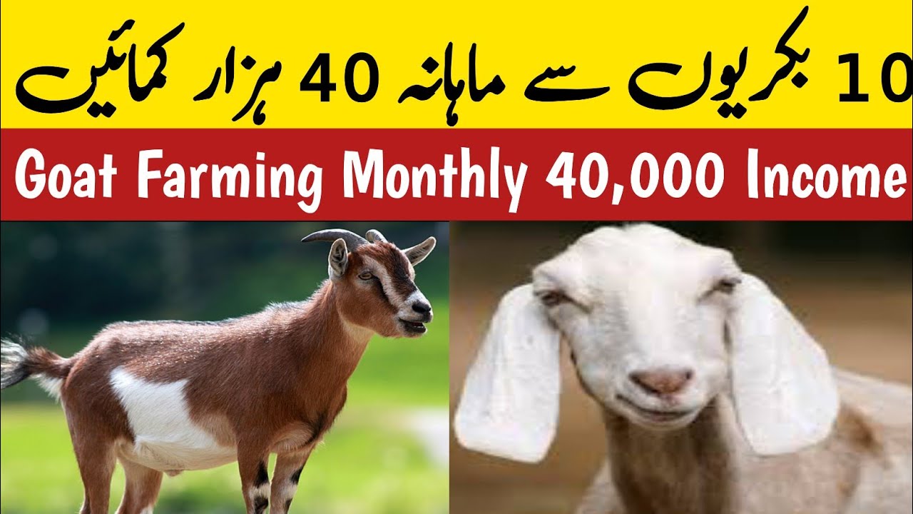 Goat Income 10 Goats Feasibility Report | Goat Farming Monthly Income | Goat ...