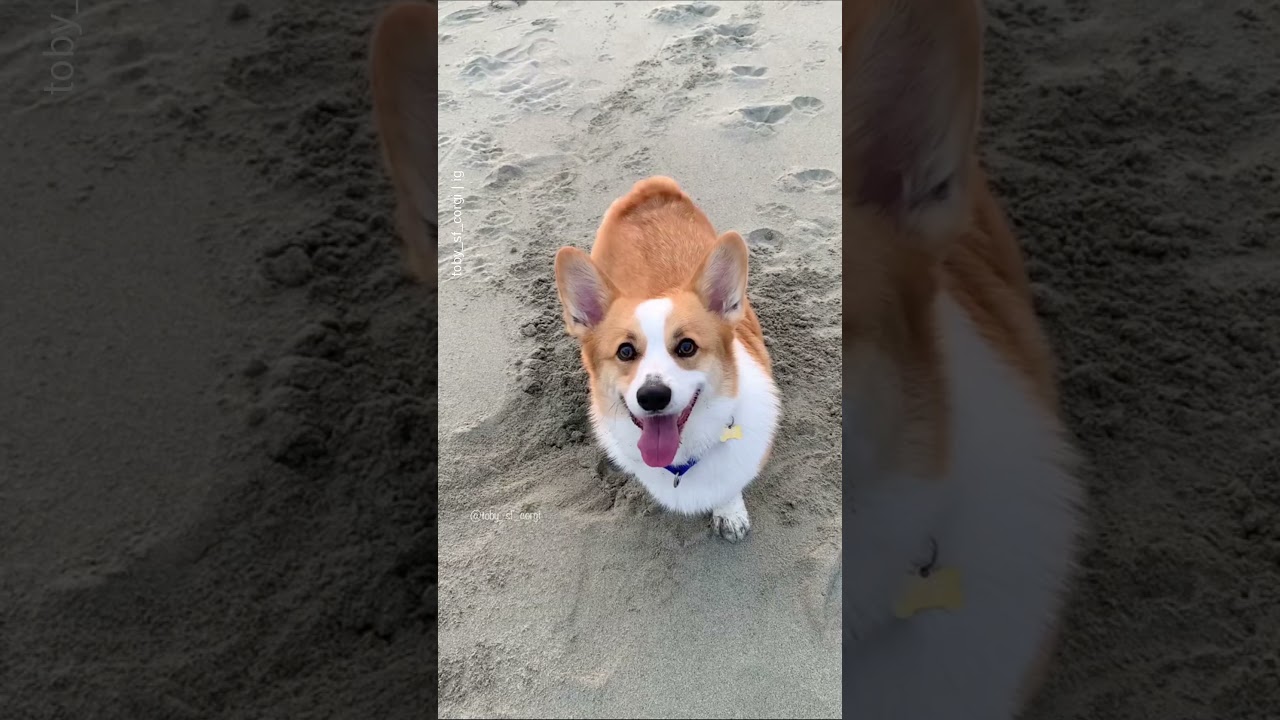 Cute corgi puppies butt shake must watch | Plz Subscribe