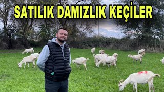 İNEK GİBİ SÜT VEREN SAANEN KEÇİLER ~ BU İŞTE HİÇ PARASIZ KALMAZSIN