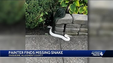 Mystery solved: Gene Simmons the python found