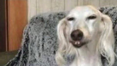 AWACS Bandog be like