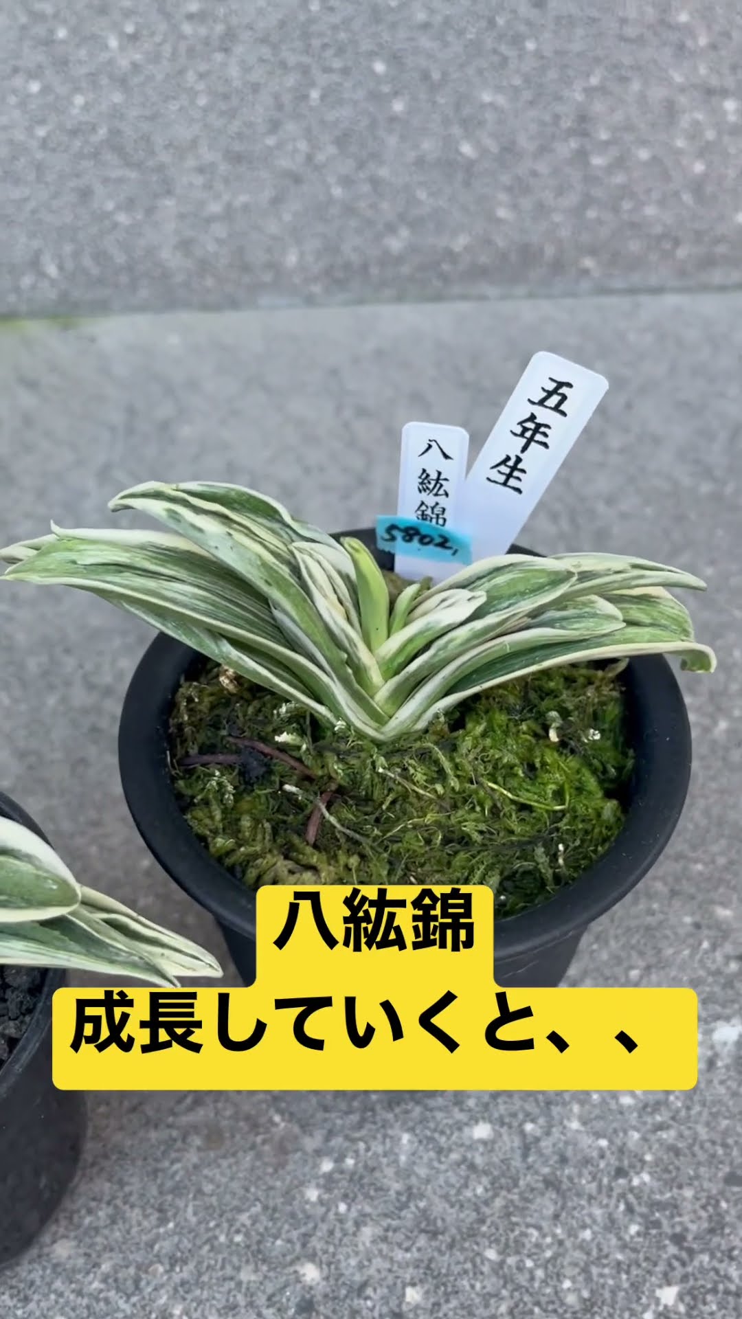 万年青羅紗系「八紘錦」 八紘錦 (はっこうにしき) Hakkonishiki – おもとの豊明園（ほう