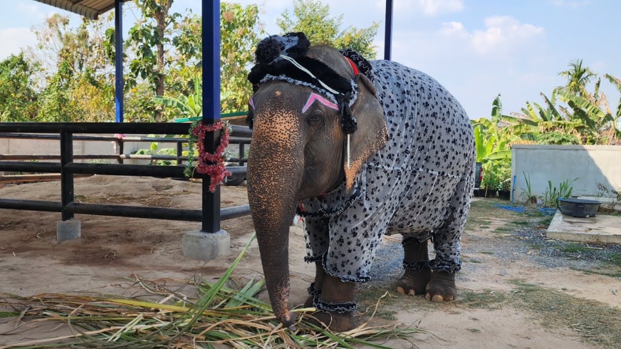 คุณยาย​รับงานN