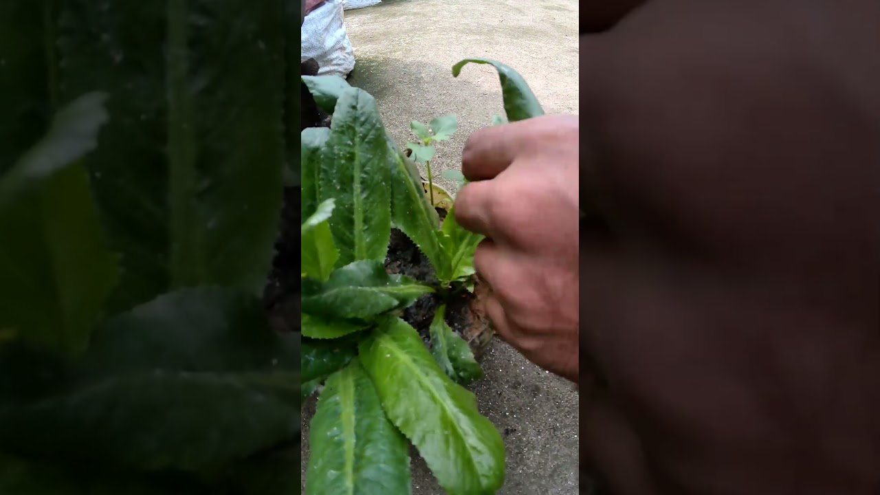 ছাদ বাগান হতে বিলাতী দনিয়া হার্ভেস্ট। #greenrevolution #gardening #shorts