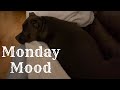 Pitbull Dog Monday Mood (Pitbull Whining)