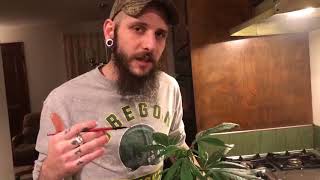 Crossbreeding 🌱🌱