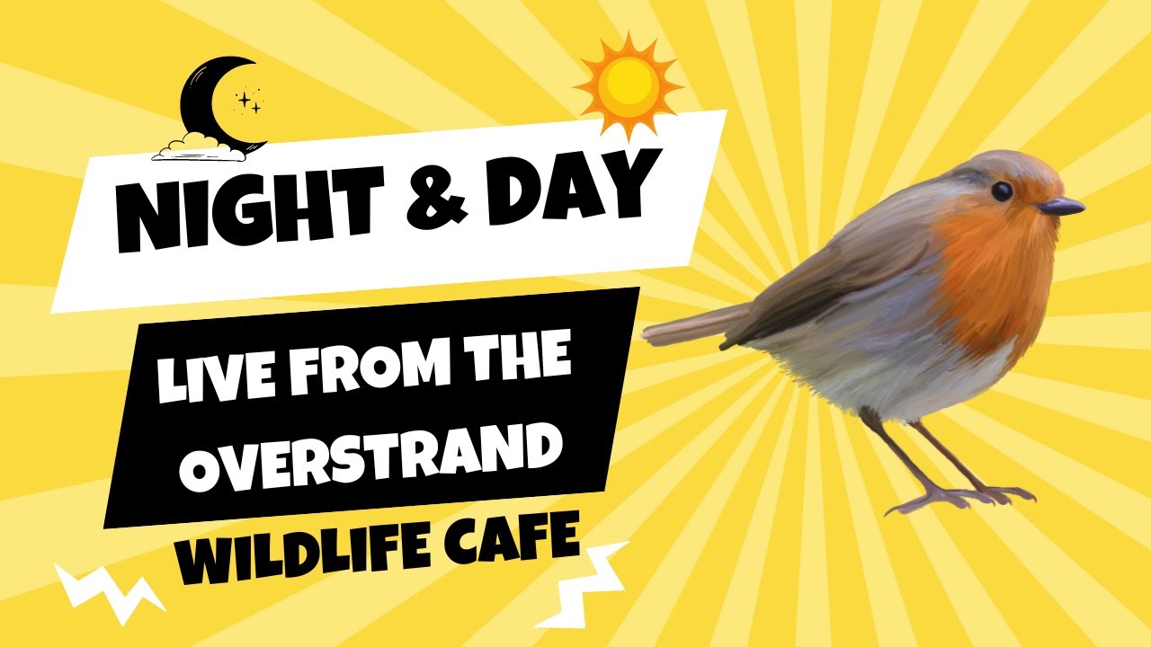Garden Café Live | UK Garden Birds 🐦 Robins, Blackbirds & More 29 January 2026