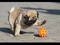 TRY NOT TO LAUGH-Funny Puppies Fails Compilation 2016 (Part3)