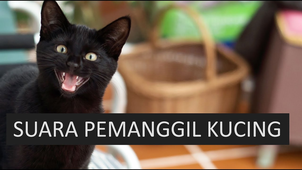  Suara  kucing  meong meong Suara  pemanggil kucing  untuk 